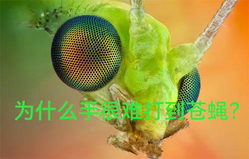為什么手很難打到蒼蠅？