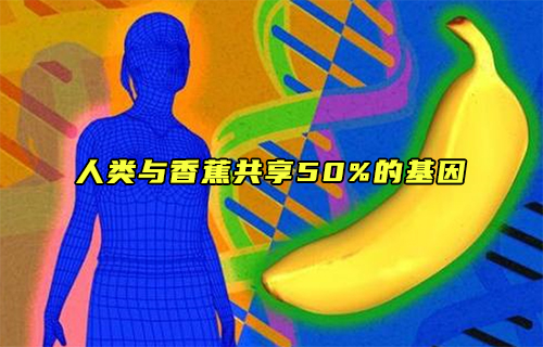 【科普視頻】人類與香蕉共享50%的基因？