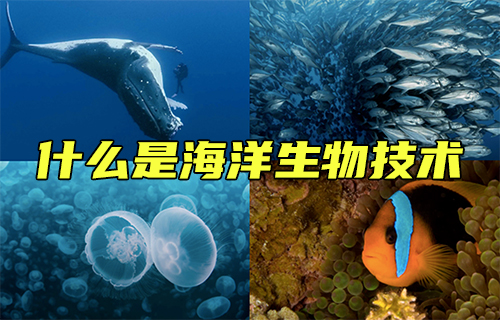【科普視頻】什么是海洋生物技術